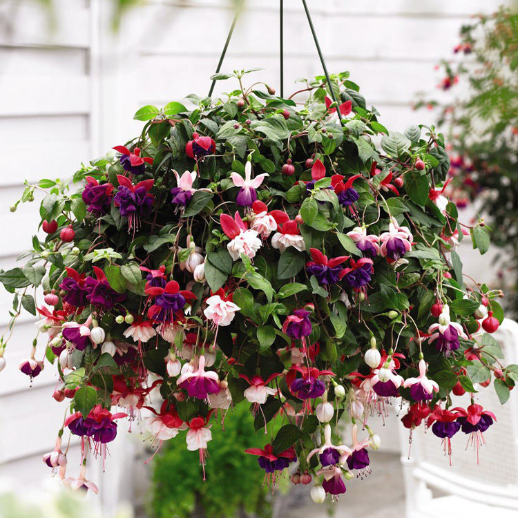 Image of Fuchsias hanging basket