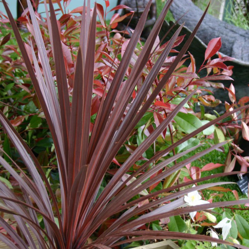 Cordyline Red Star - 7.5 Litre Pot