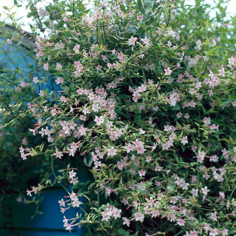 Jasminum Stephanense Hardy Shrub Suttons
