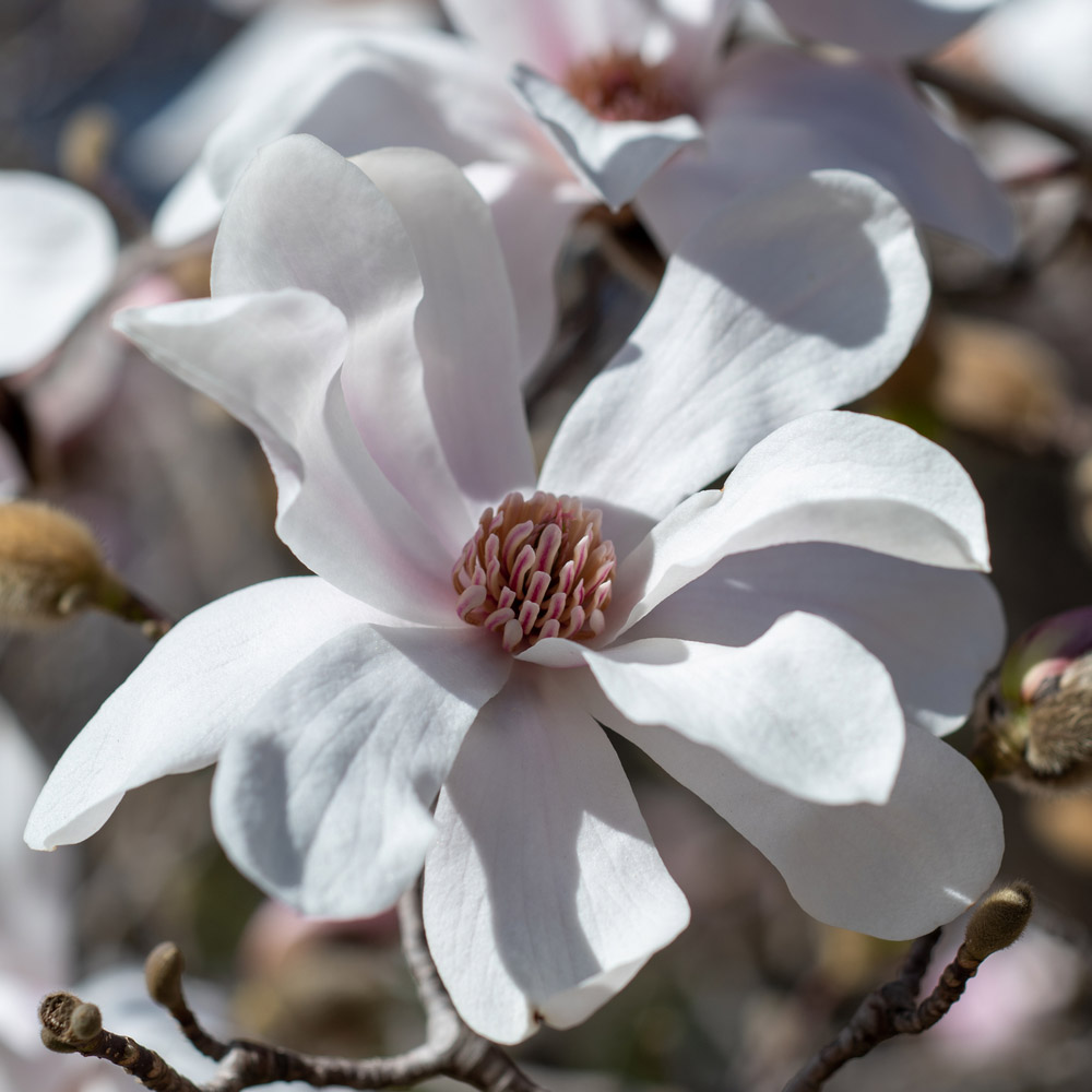 Magnolia loebneri Plant - Merrill