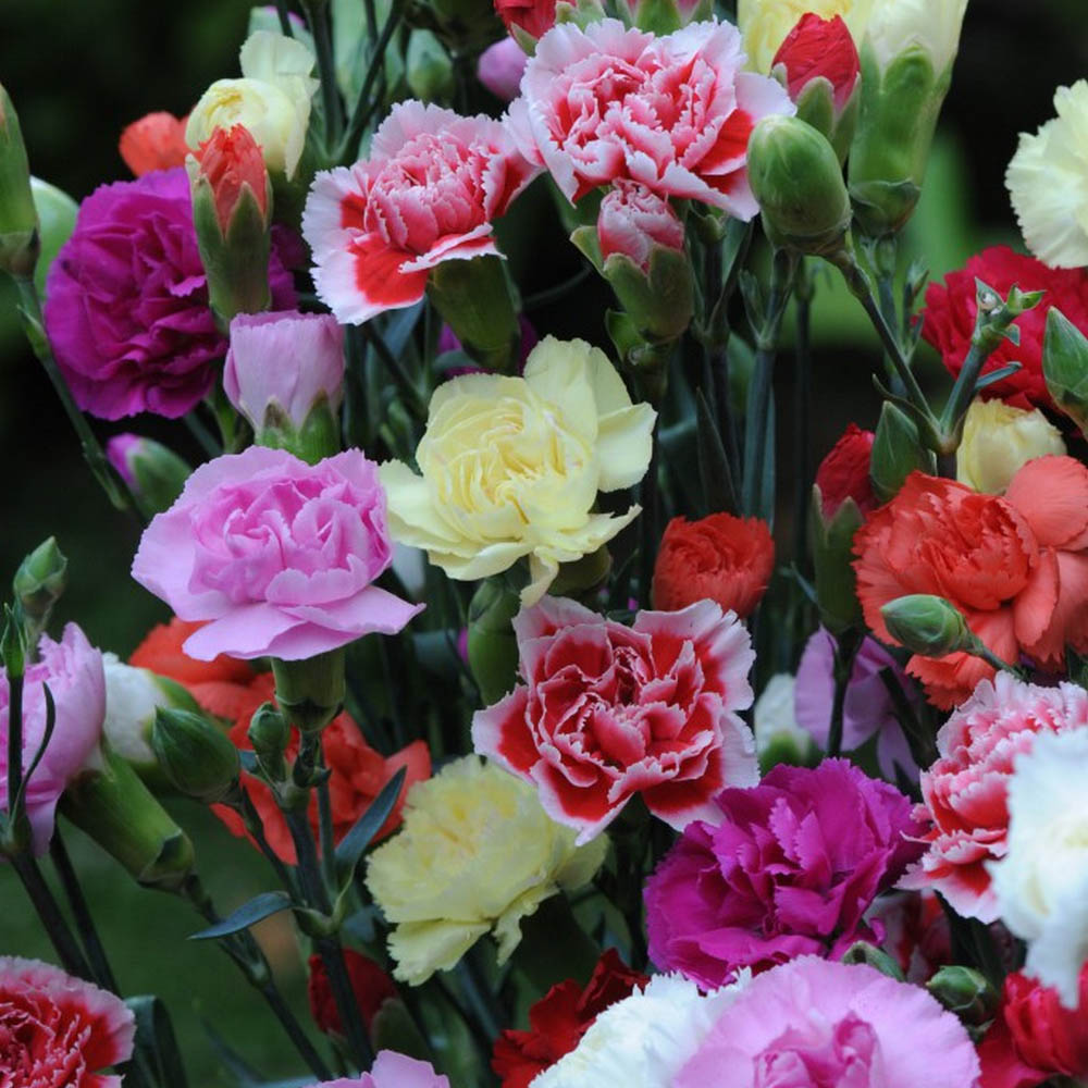 Dianthus caryophyllus Grenadin Mixed | Suttons