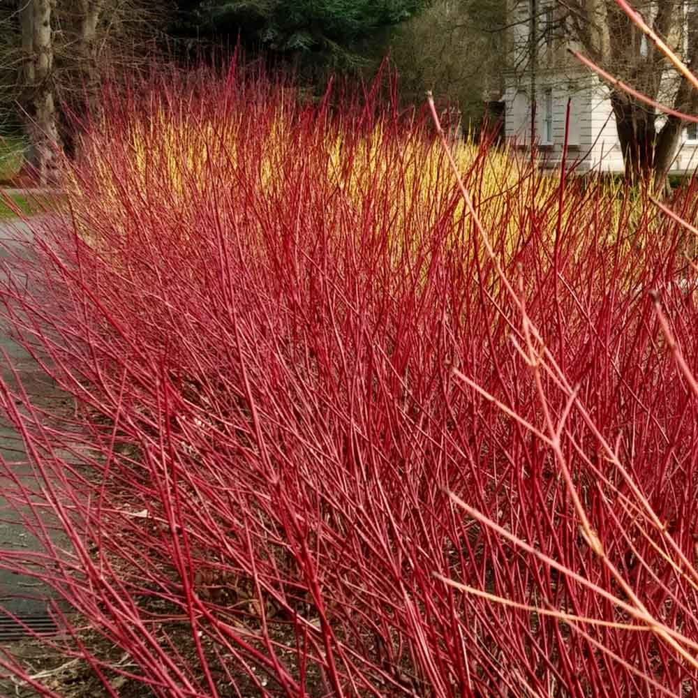 Cornus Sericea Kelseyi