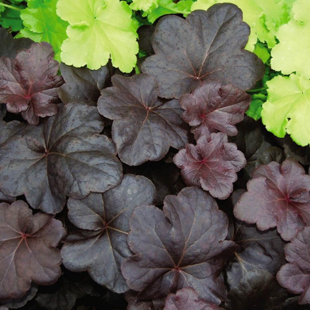 Heuchera 'Obsidian' from Suttons