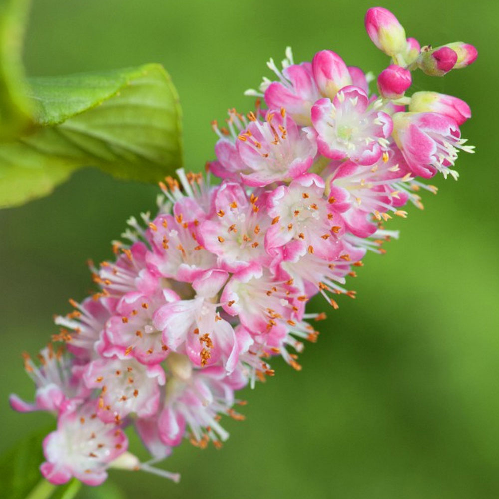 Image of A bee pollinating a Daphne x transatlantica eternal fragrance flower