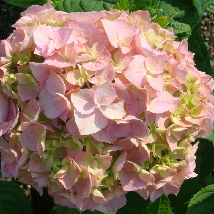 Hydrangea macrophylla 'Bouquet Rose' from Suttons