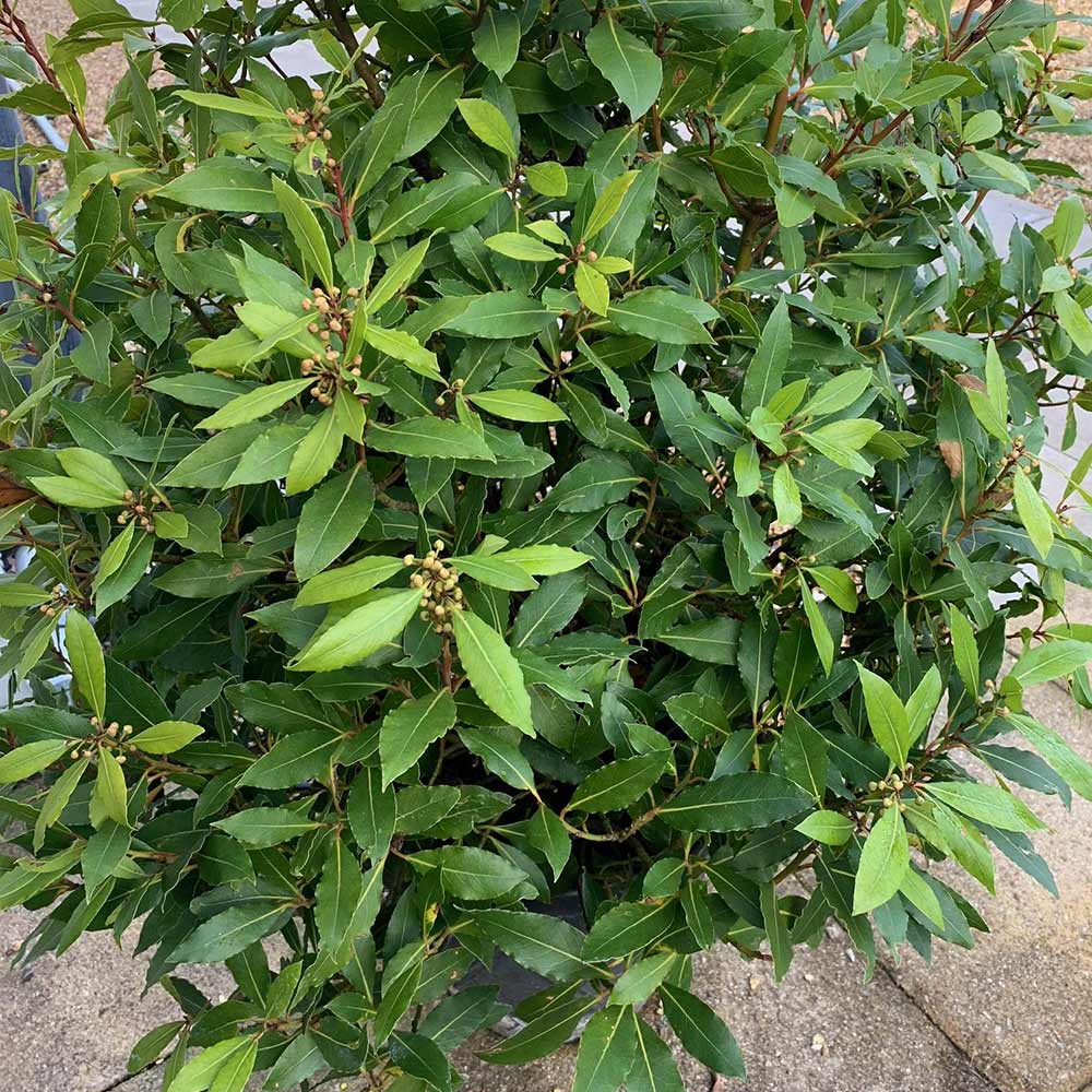 Laurus nobilis Plant  Suttons