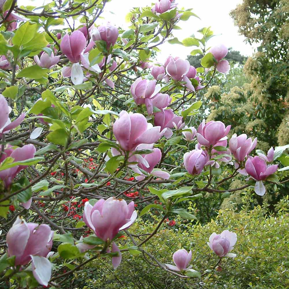 Magnolia soulangeana Plant   Suttons
