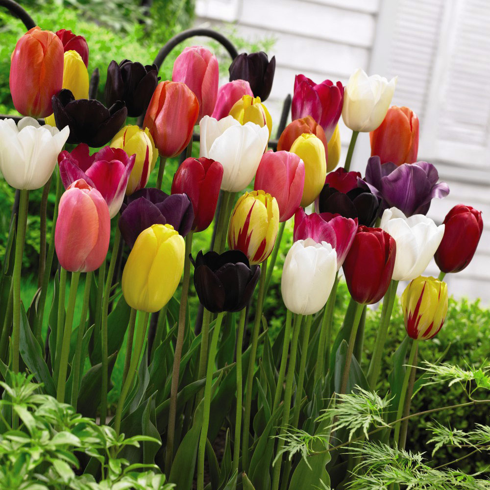 Tulip Everlasting Mixed (Perennial) Bulbs