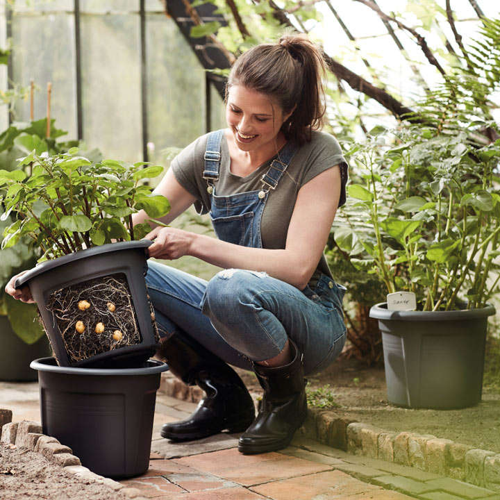 | How to Grow Potatoes in 12 easy steps! A FREE Step-by-step guide for growing and harvesting Potatoes successfully! | 1Garden.com