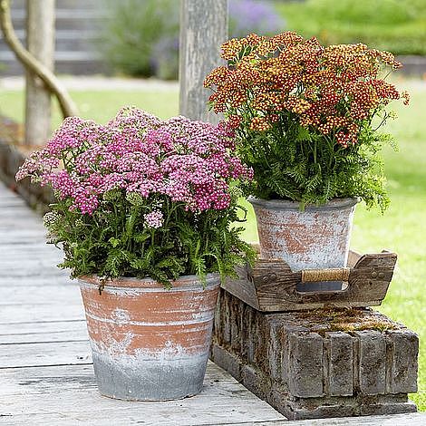 Achillea millefolium 'Colorado' Mixed | Suttons