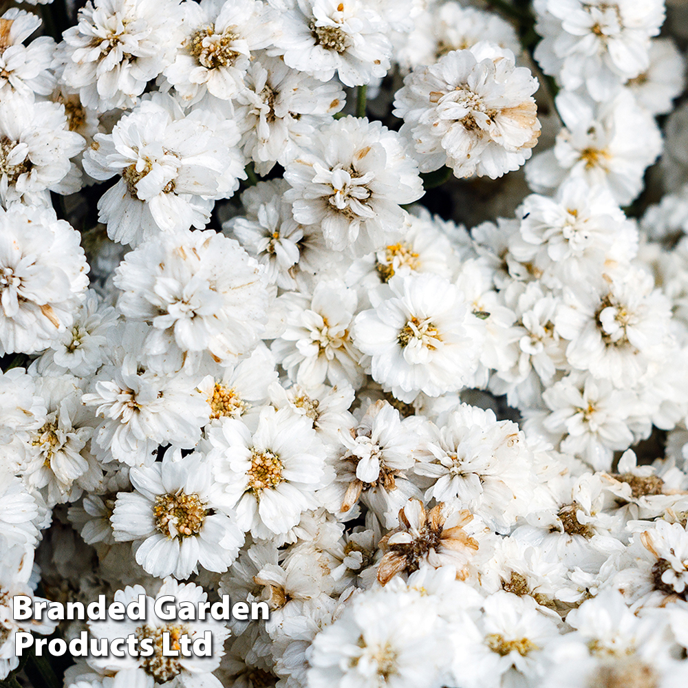 Achillea ptarmica 'The Pearl' | Suttons