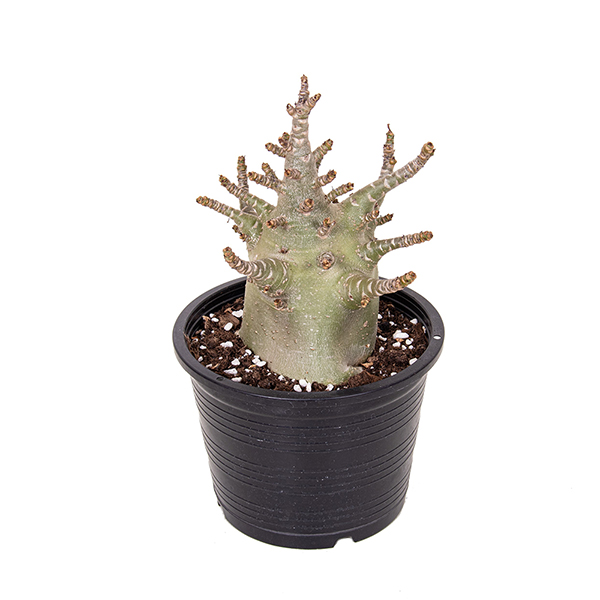 Adenium 'Ansu Baobab' at Suttons