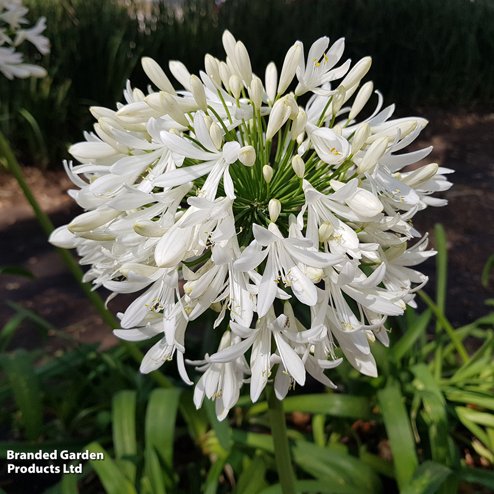 Agapanthus 'Arctic Star' at Suttons