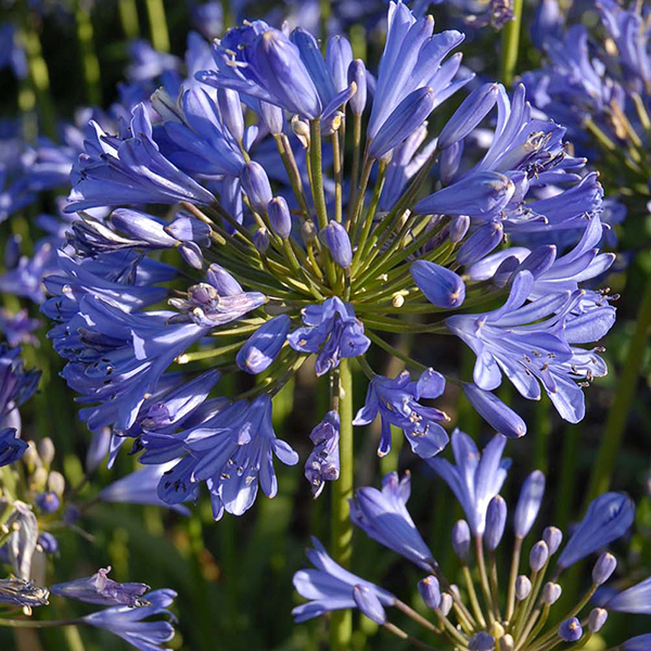 Agapanthus 'Seastorm...