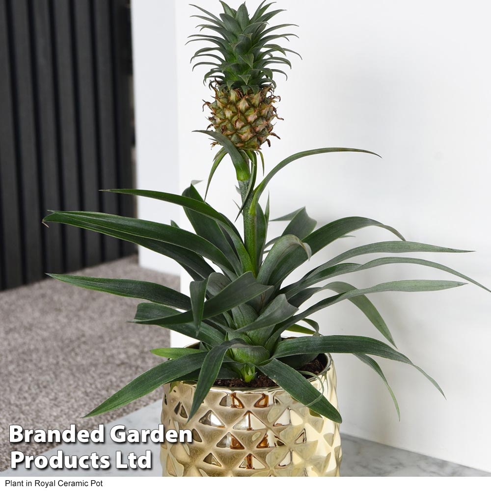 houseplant pineapple | suttons