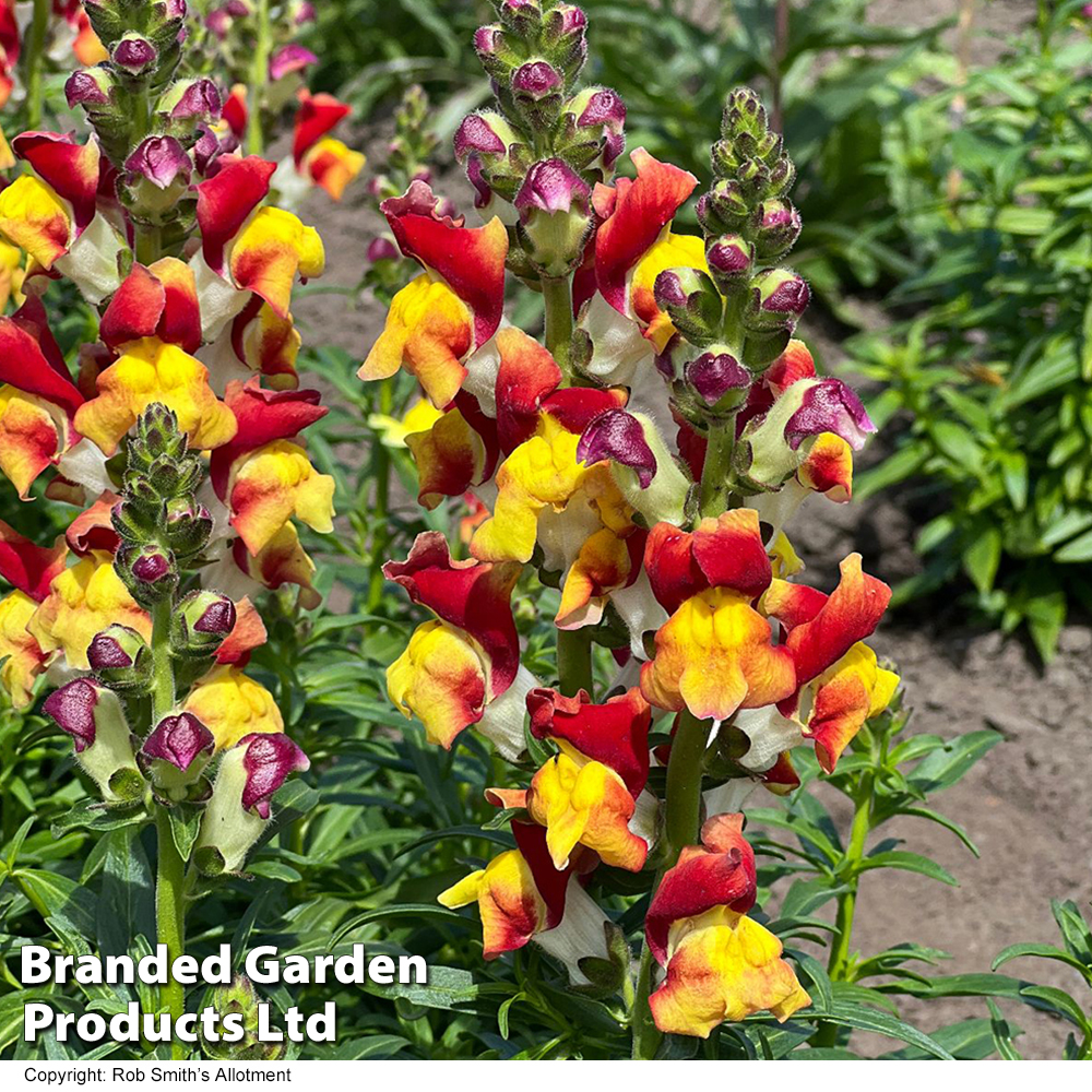 Antirrhinum 'Mango Twist' Seeds