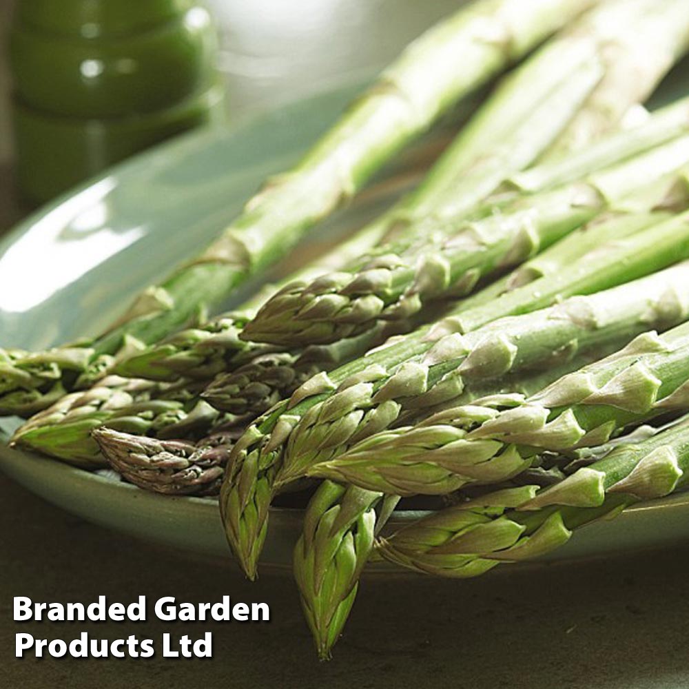 Asparagus officinalis 'Guelph Millennium' (Spring Planting) Suttons