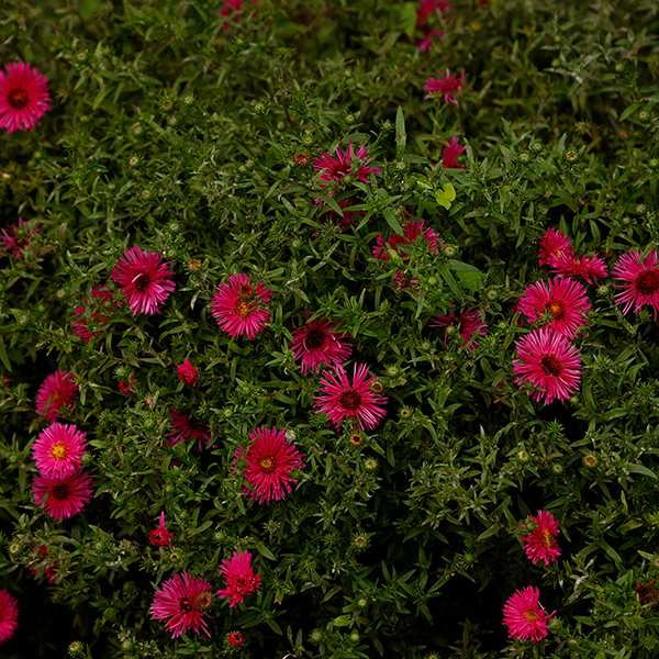 Aster novi-belgii 'Jenny' at Suttons