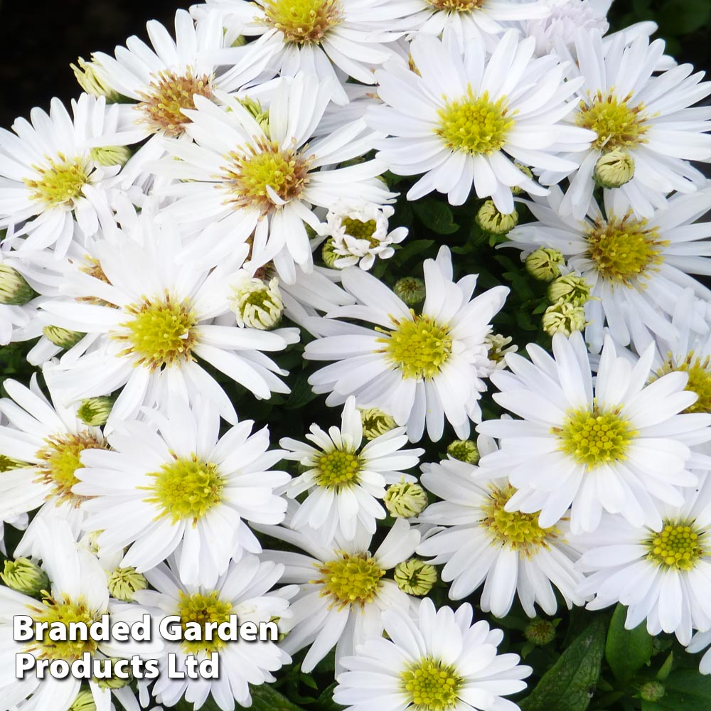 Aster novi-belgii 'Snow Cushion' at Suttons