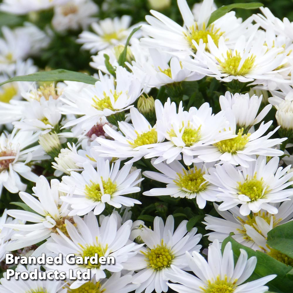 Aster novi-belgii 'Snowsprite' at Suttons