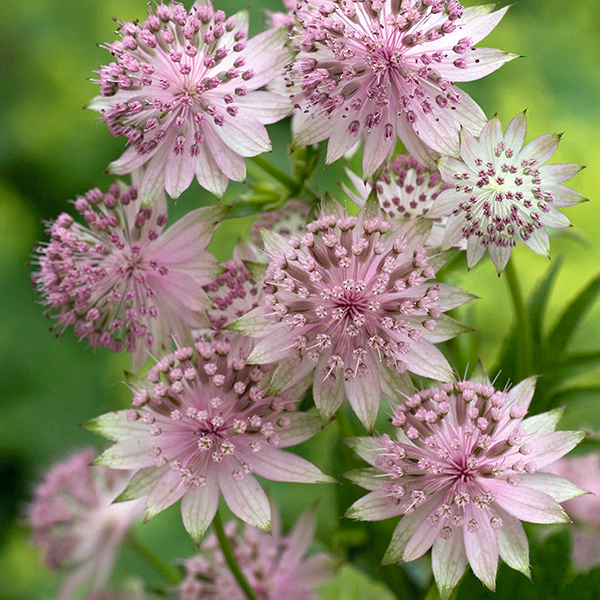 Astrantia 'Buckland'