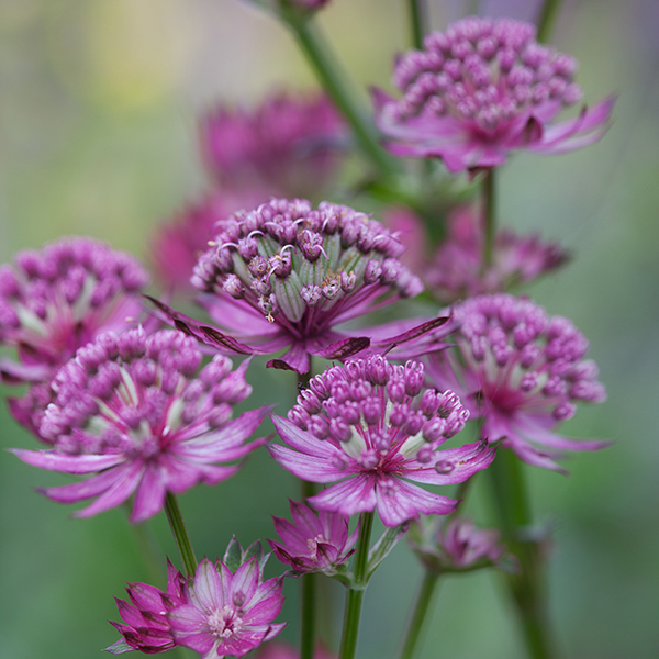Astrantia major ...