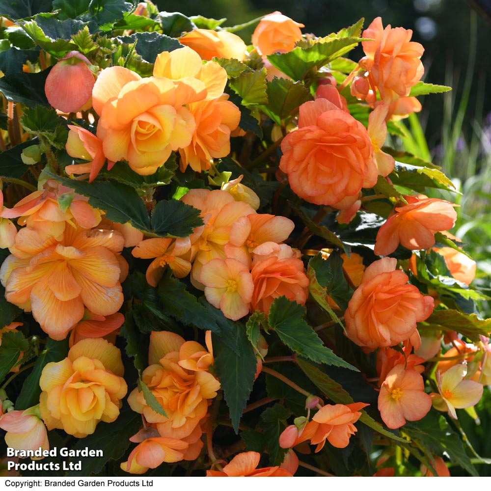 Begonia x...