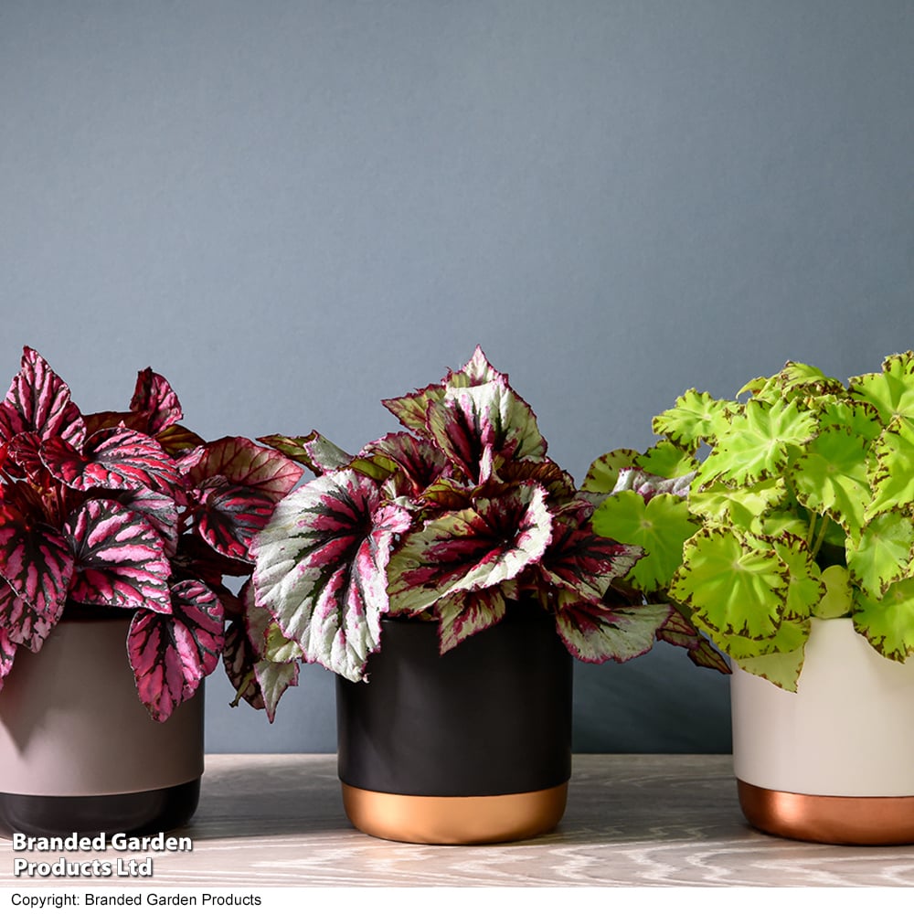 Begonia rex 'Beleaf Mix'