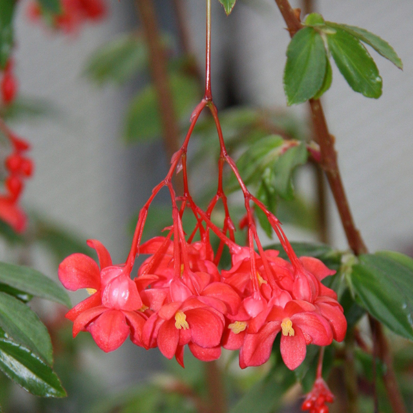 Begonia fuchsioides at Suttons