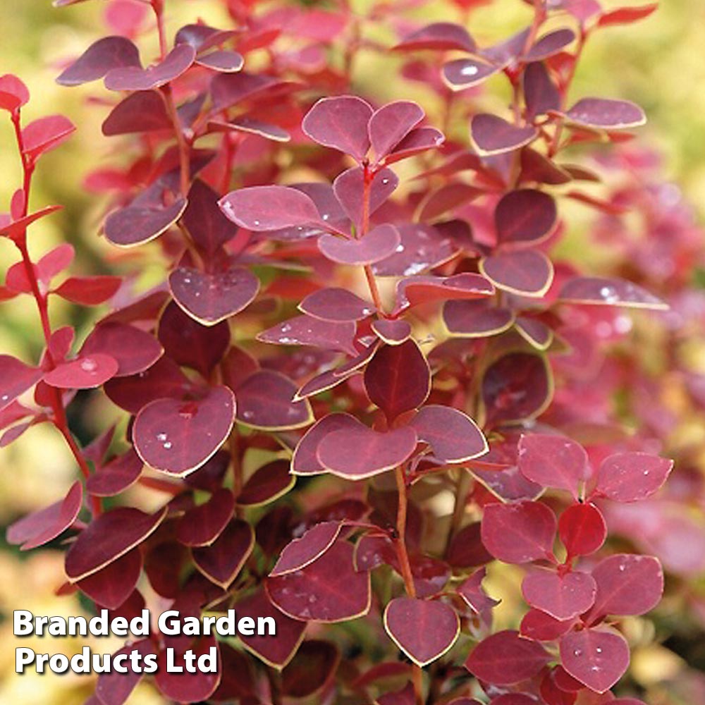 Berberis thunbergii 'Chiquita' at Suttons
