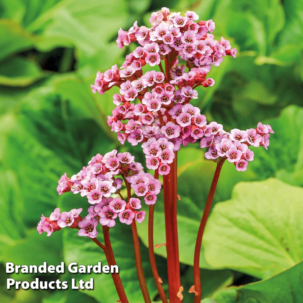 Bergenia Cordifolia at Suttons