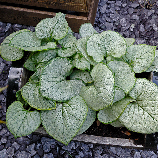 Brunnera macrophylla 'Looking Glass' at Suttons
