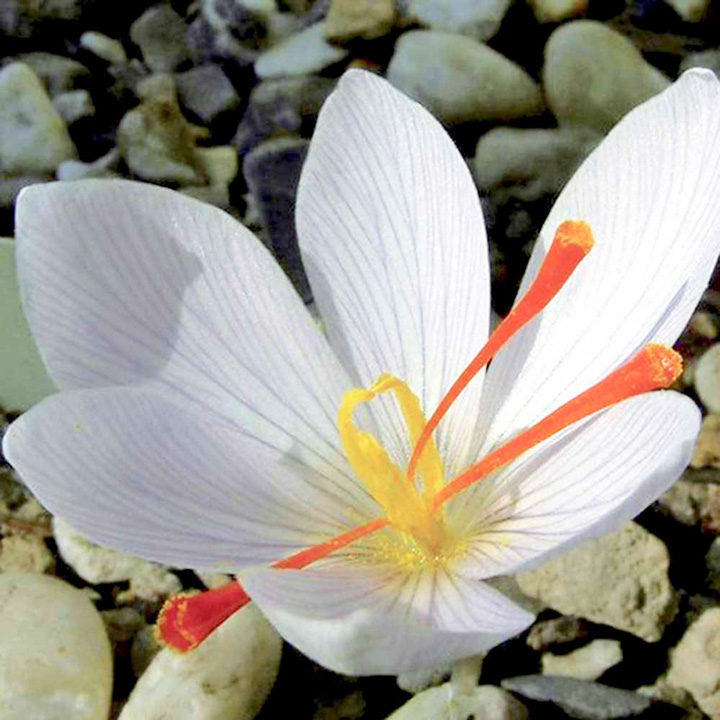 Saffron Crocus Bulbs - White