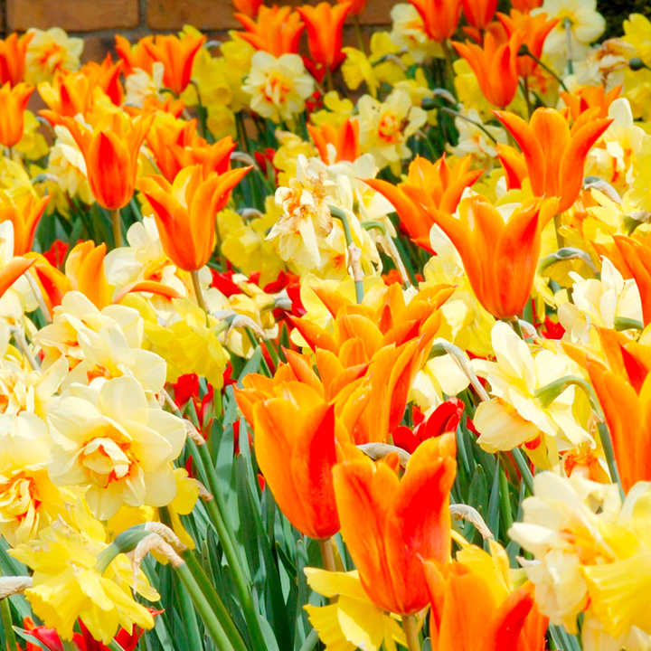 Tulip and Narcissus Bulbs - Fireworks Mix