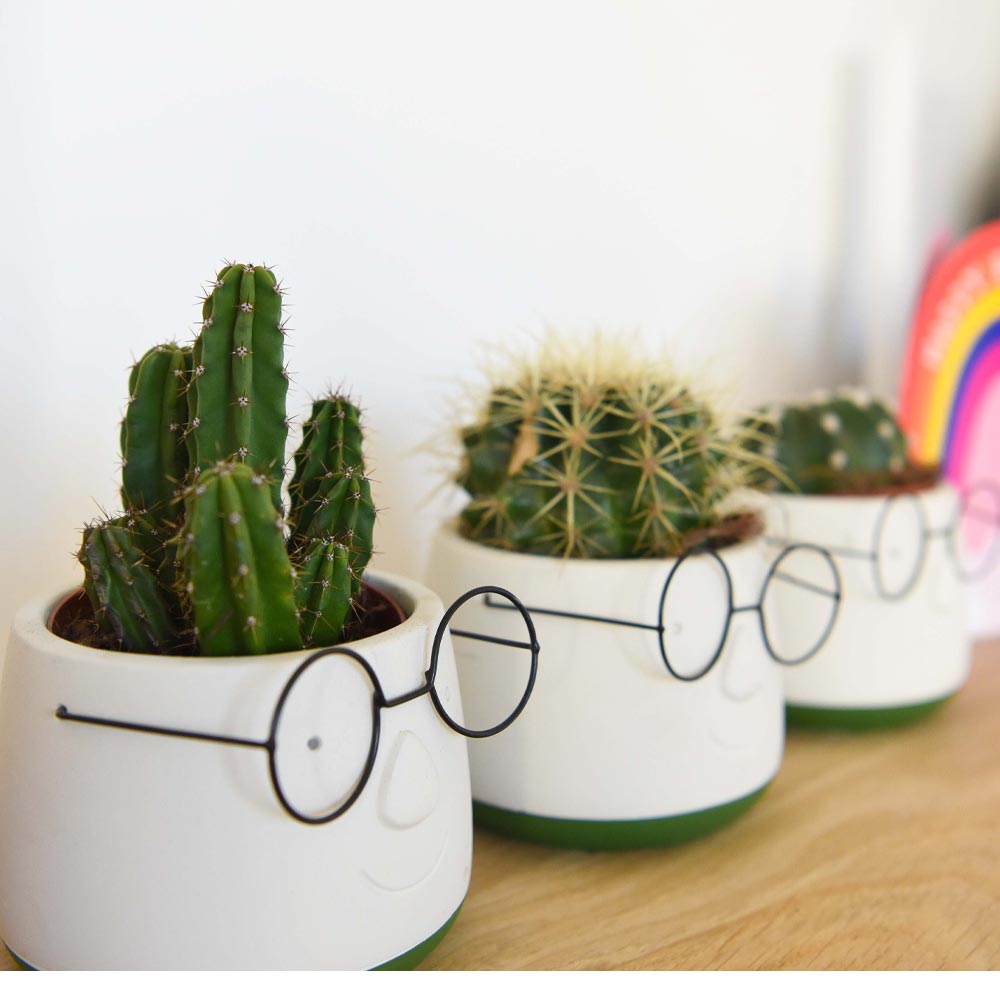 Cactus in Funny Face Decorative Pot at Suttons