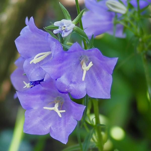 Campanula...