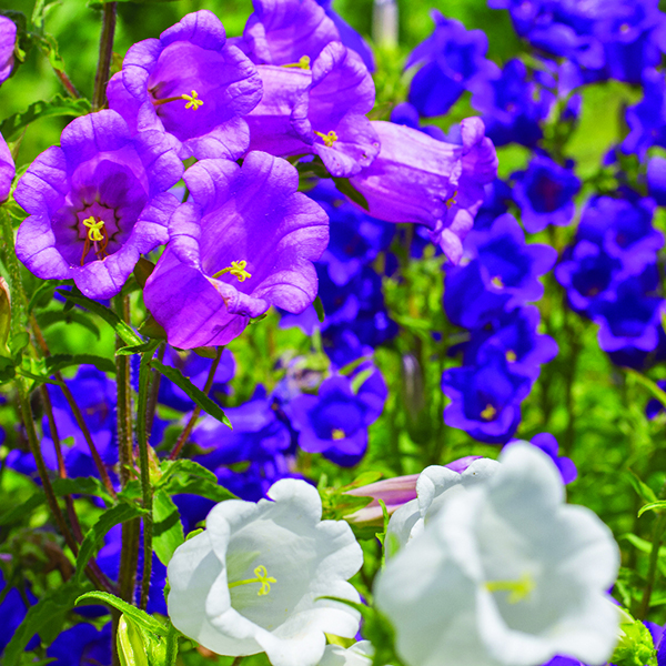 Campanula ...
