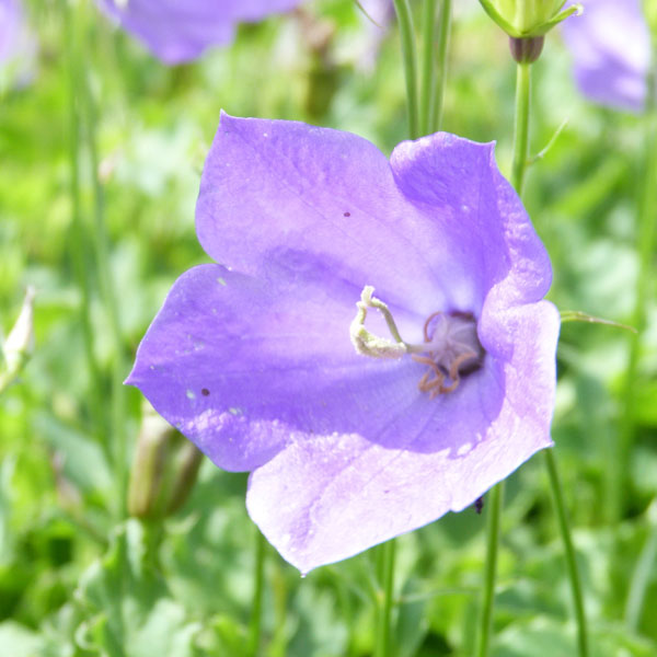 Campanula carpatica ...