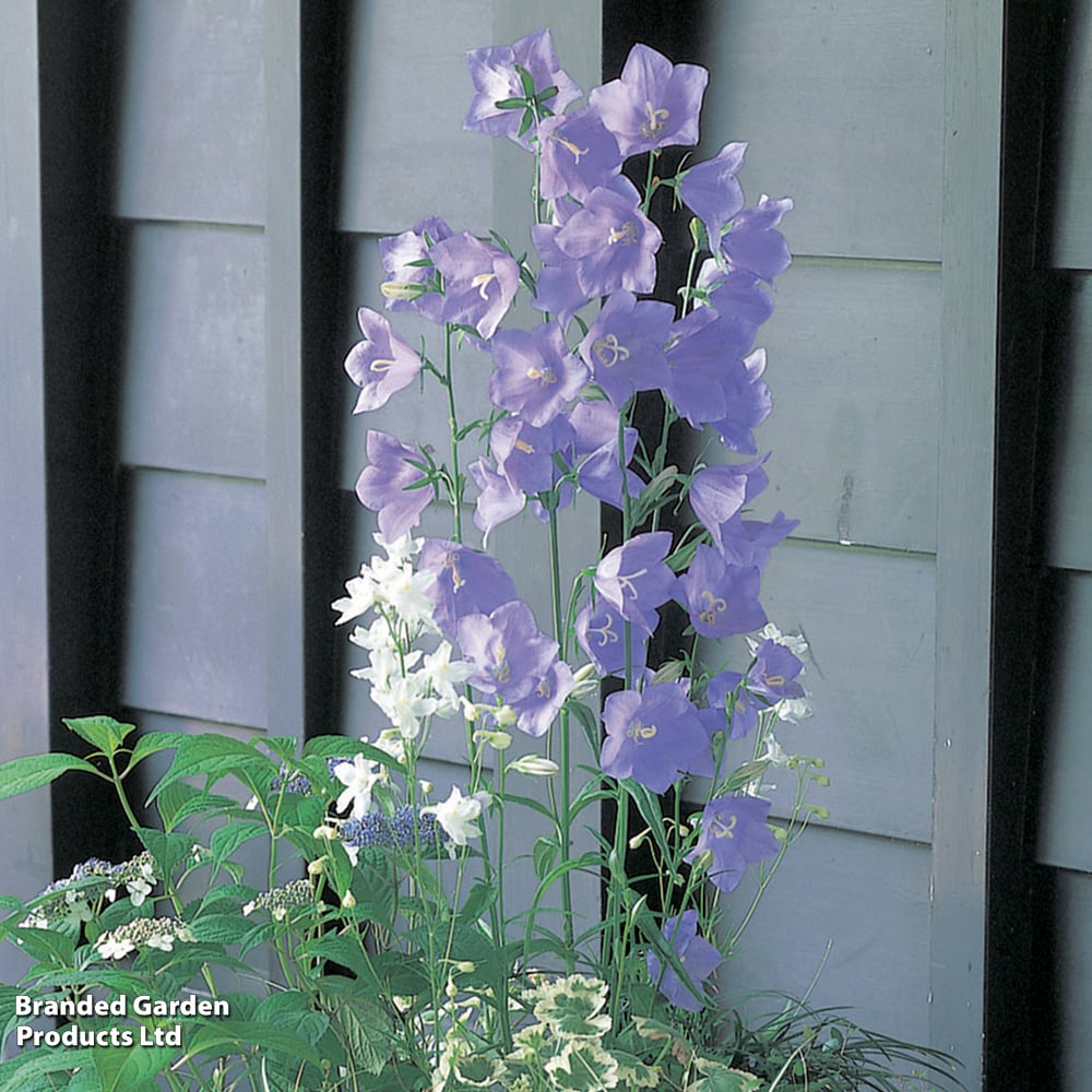 Campanula Persicifolia Takion Blue campanula-persicifolia-takion-blue