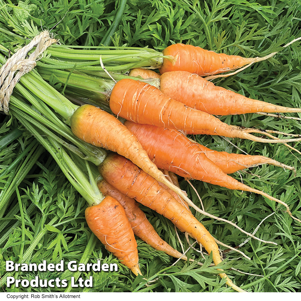 Carrot 'Burpees Short N Sweet' - Seeds | Suttons