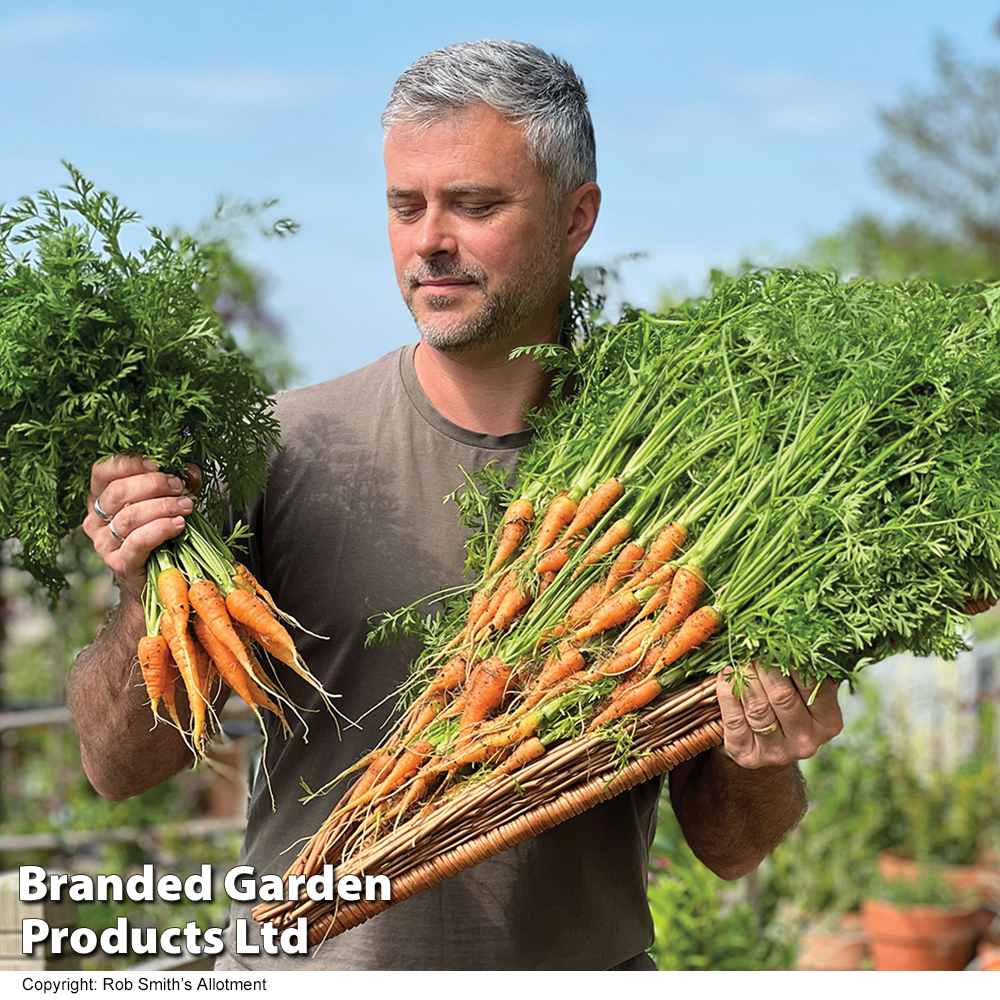 Carrot 'Burpees Short N Sweet' - Seeds | Suttons