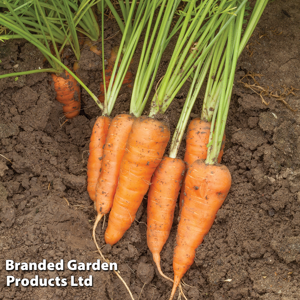 Carrot 'Burpees Short N Sweet' - Seeds | Suttons