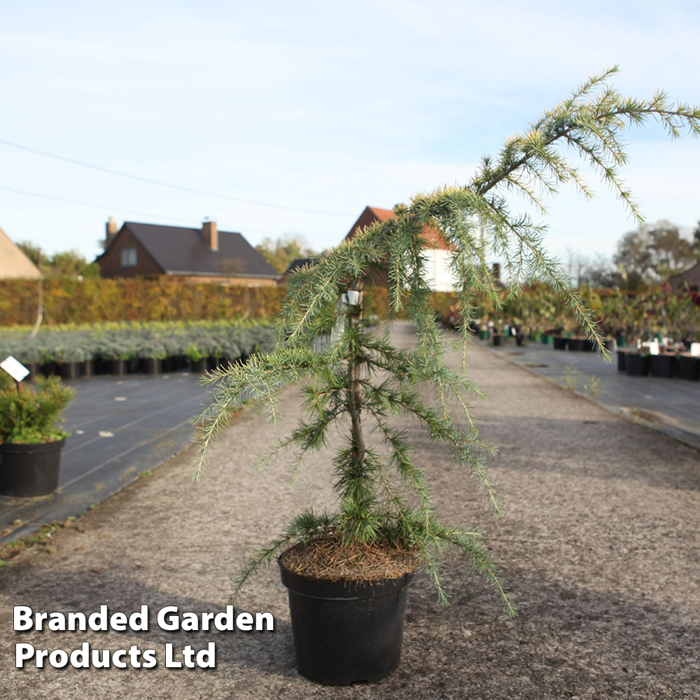 Cedrus deodara 'Golden Horizon' | Suttons