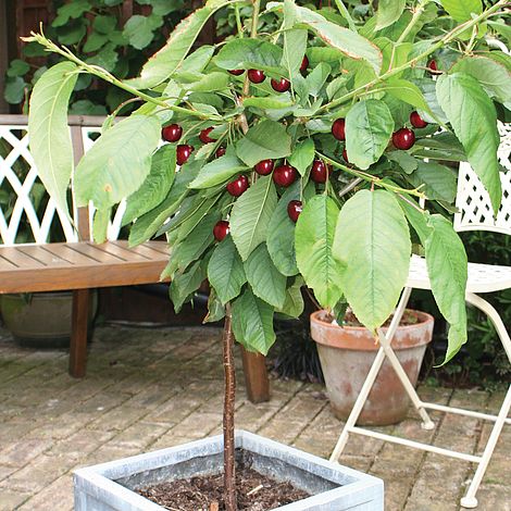 Cherry 'Hartland' (patio) at Suttons