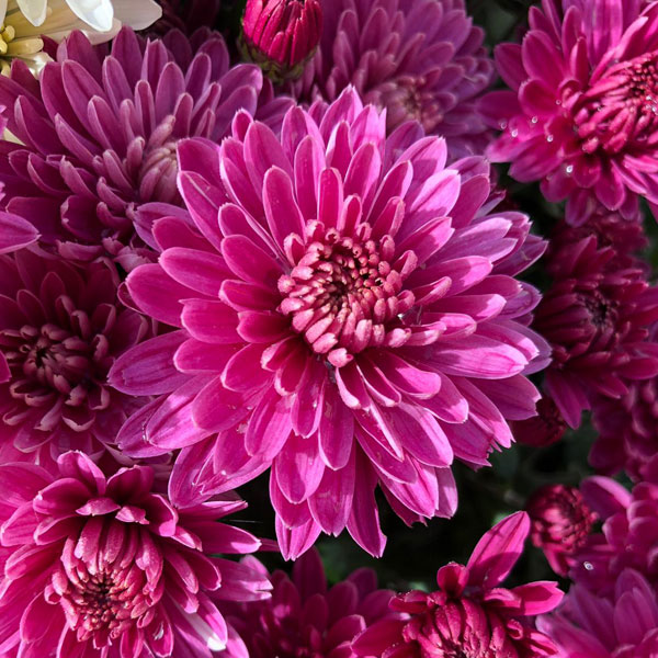Chrysanthemum 'Amiko...