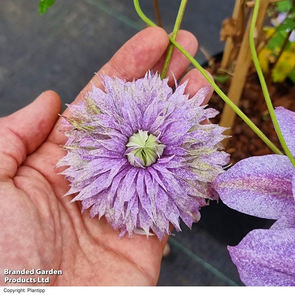 Clematis 'Mochi'
