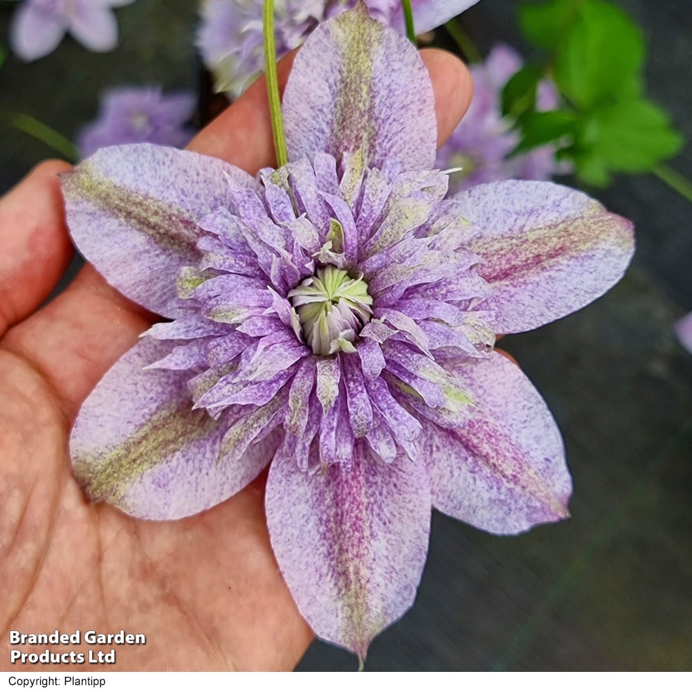 Clematis 'Mochi'