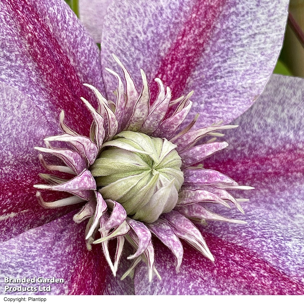 Clematis 'Mochi'