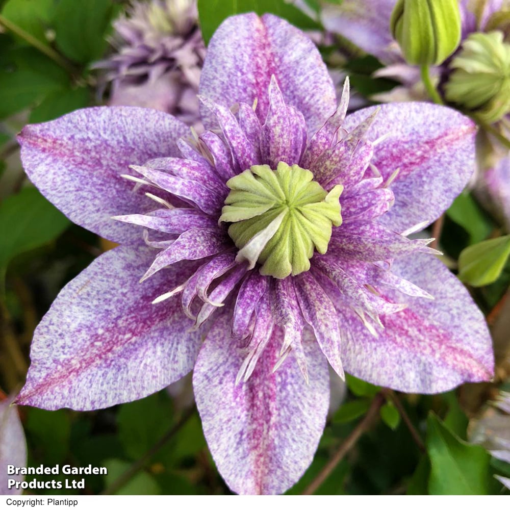 Clematis 'Mochi'
