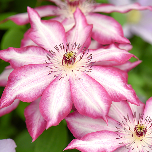 Clematis 'Picotee' at Suttons